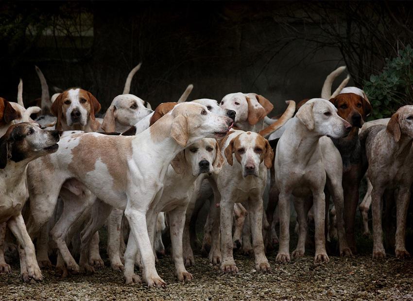 流浪動(dòng)物保護(hù)